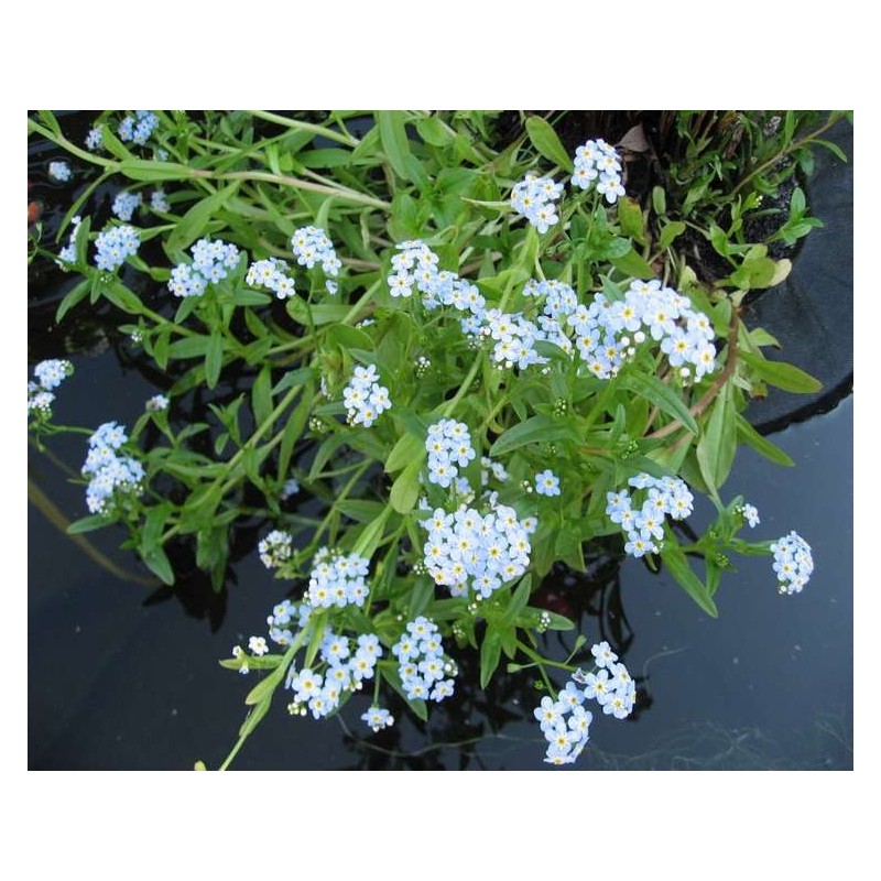 Myosotis palustris