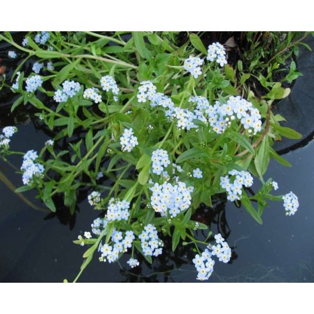 Myosotis palustris