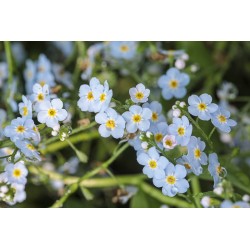 Myosotis palustris