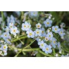 Myosotis palustris