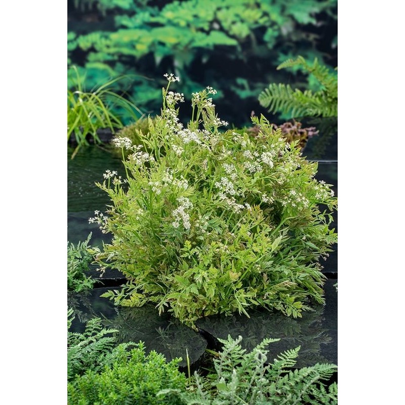 Oenanthe fistulosa 'Flamingo'