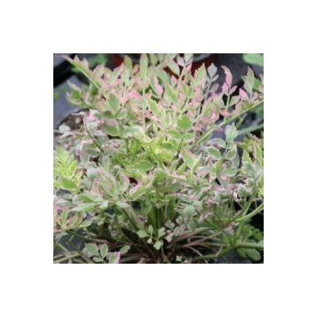 Oenanthe fistulosa 'Flamingo'