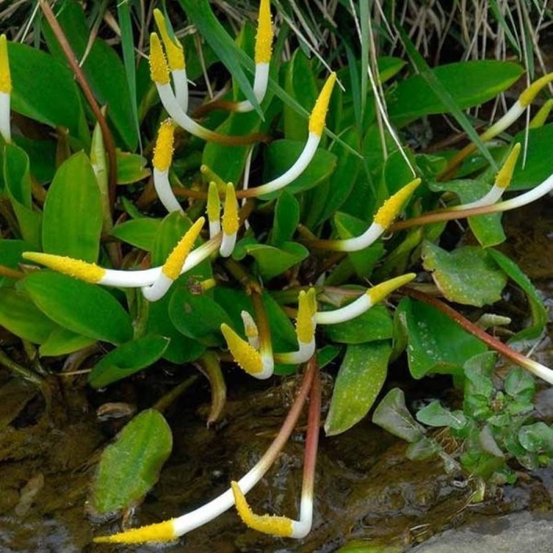 Orontium aquaticum