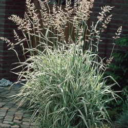 Phalaris arundinacea