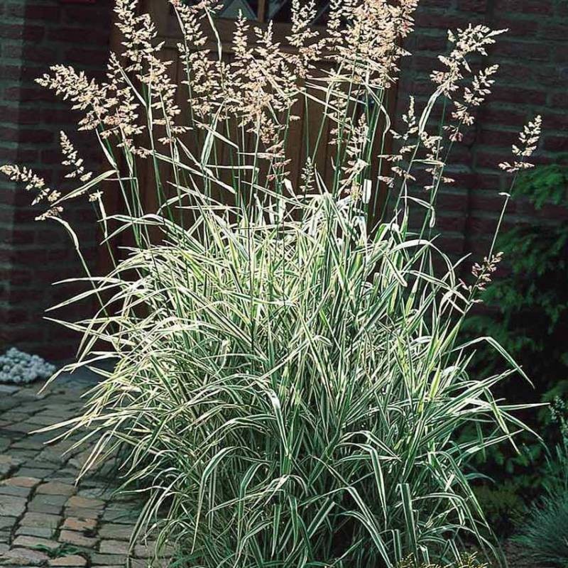 Phalaris arundinacea