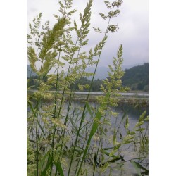 Phalaris arundinacea