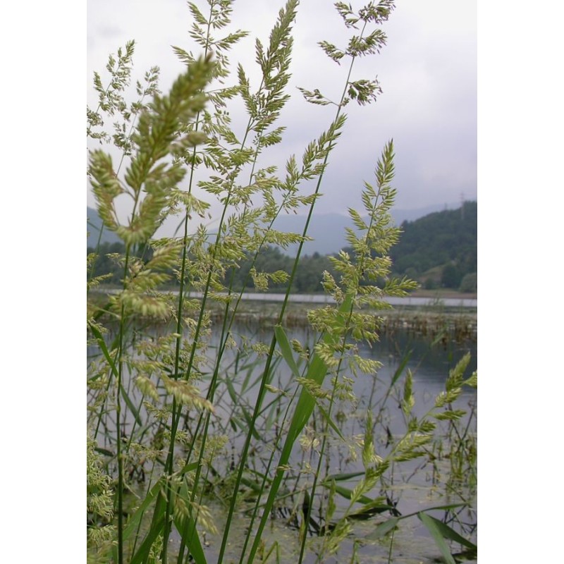 Phalaris arundinacea