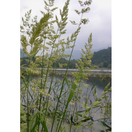 Phalaris arundinacea