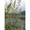 Phalaris arundinacea