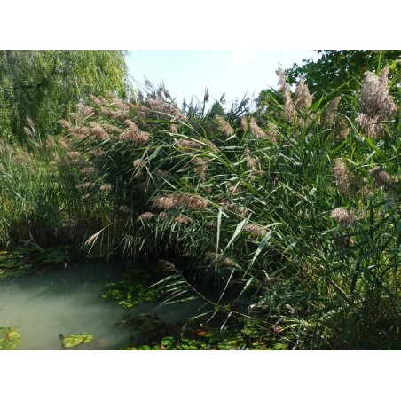 Phragmites australis