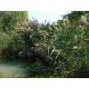 Phragmites australis