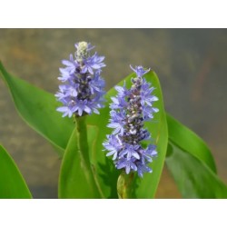 Pontederia cordata