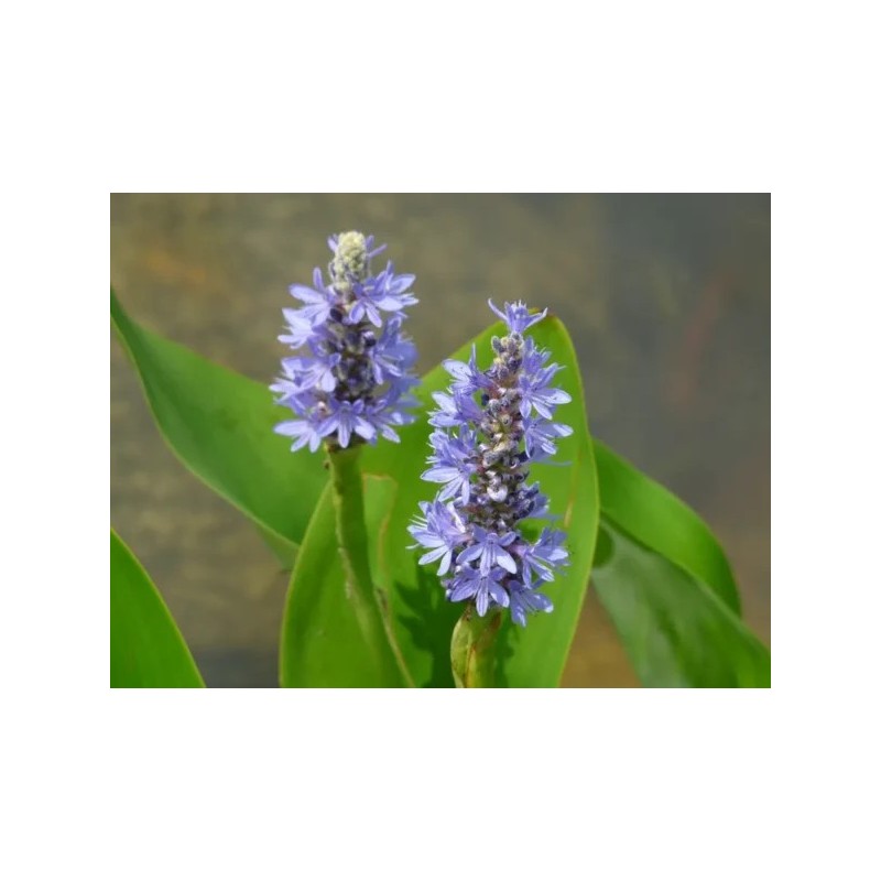 Pontederia cordata