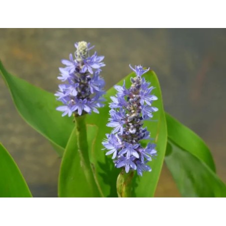 Pontederia cordata