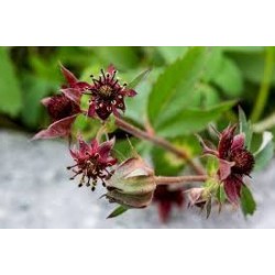 Potentilla palustris