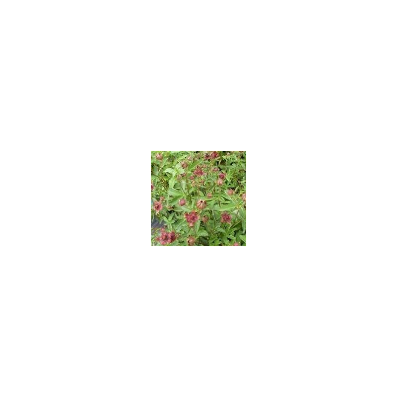 Potentilla palustris