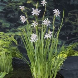 Schizostylis coccinea 'Alba'