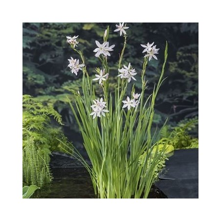 Schizostylis coccinea 'Alba'