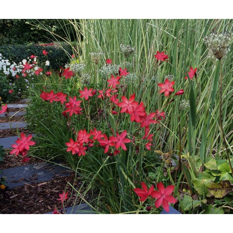 Schizostylis coccinea - Major