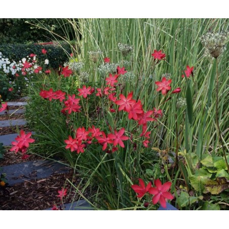 Schizostylis coccinea - Major