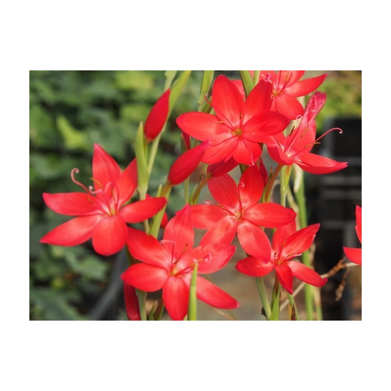 Schizostylis coccinea - Major