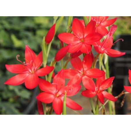 Schizostylis coccinea - Major