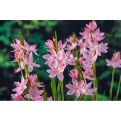 Schizostylis coccinea 'Mrs Hegarty'