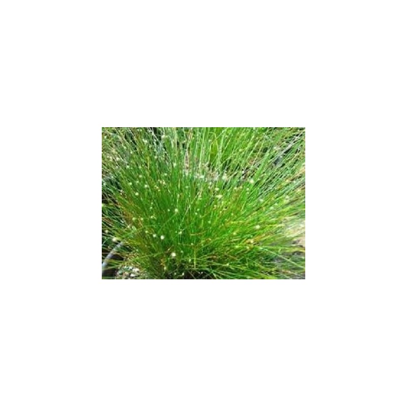 Scirpus cernuus