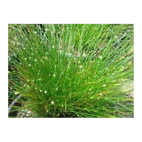 Scirpus cernuus