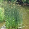 Scirpus lacustris
