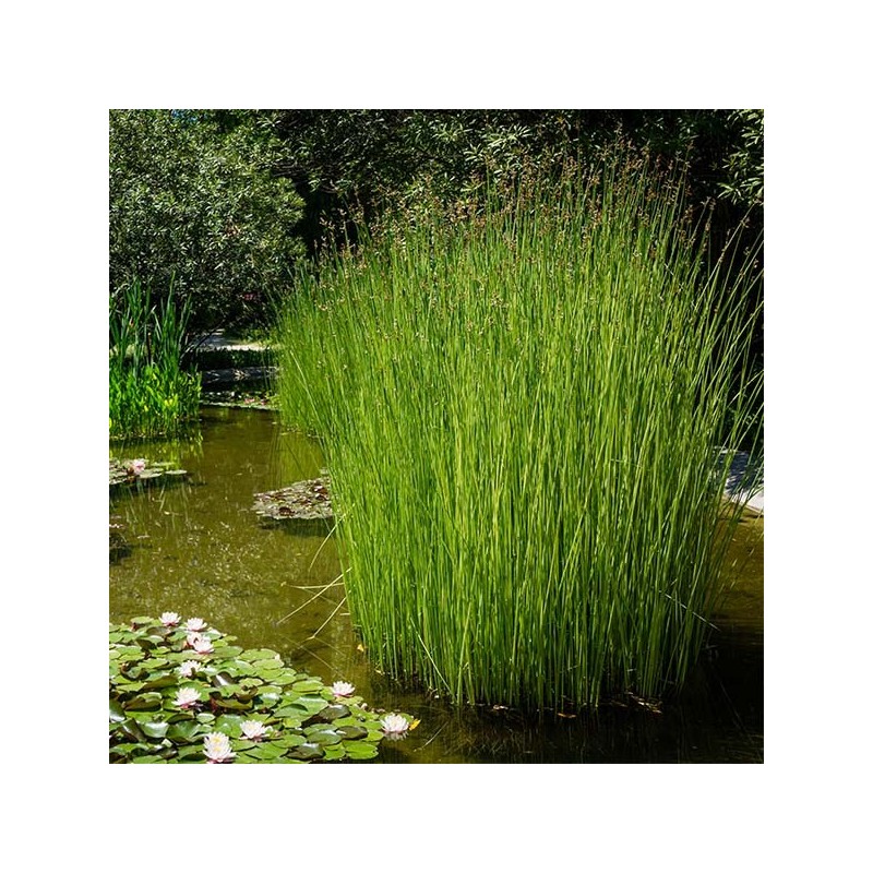 Scirpus lacustris