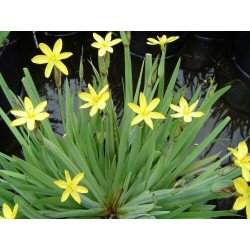 Sisyrinchium californicum