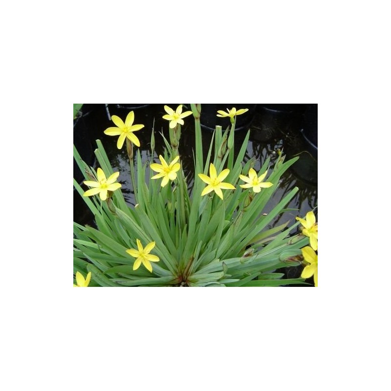 Sisyrinchium californicum