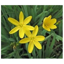 Sisyrinchium californicum