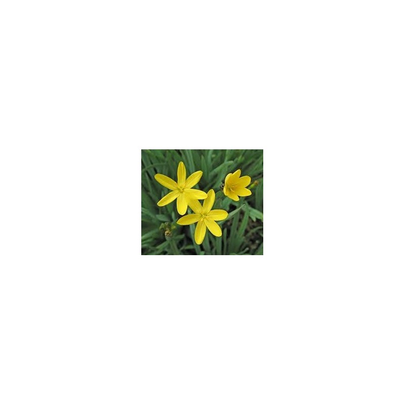 Sisyrinchium californicum