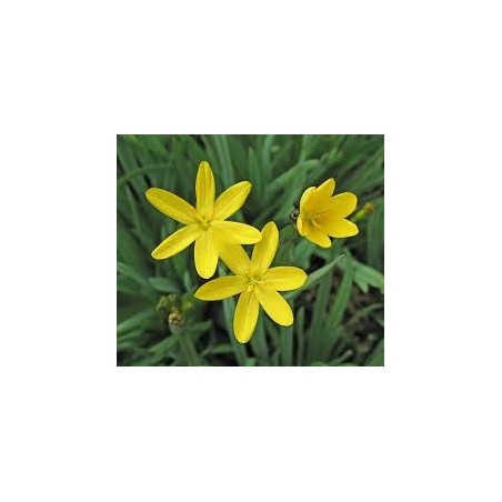 Sisyrinchium californicum