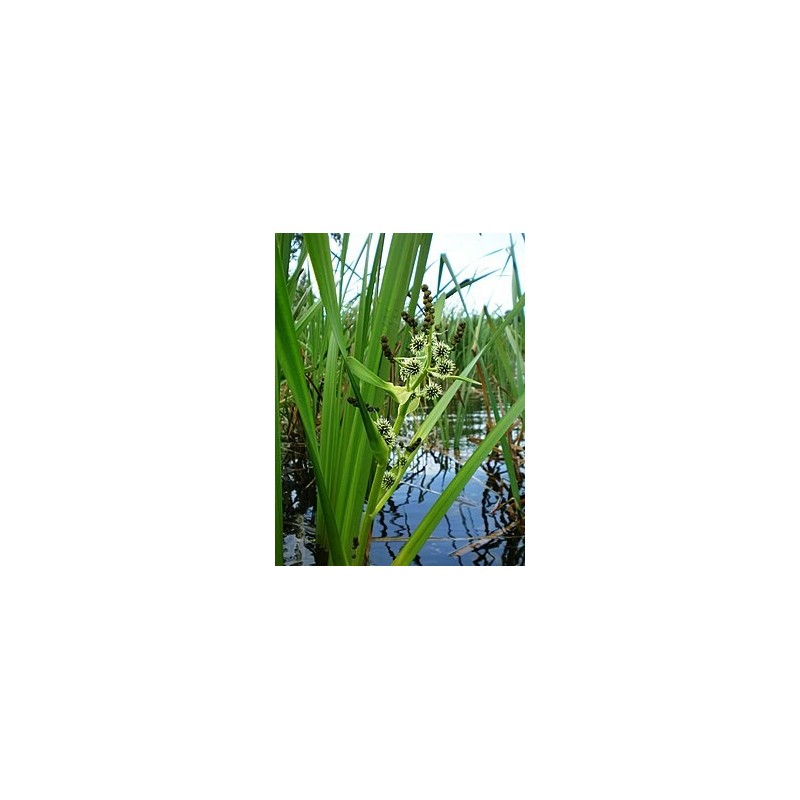 Sparganium erectum