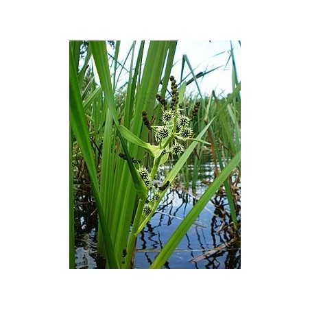 Sparganium erectum