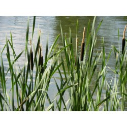Typha angustifolia