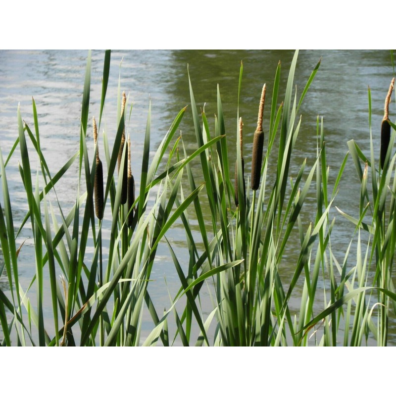 Typha angustifolia