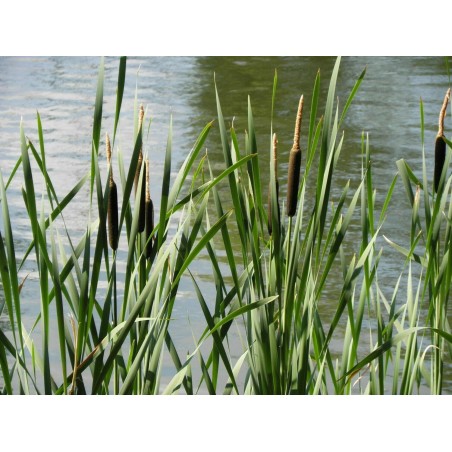 Typha angustifolia