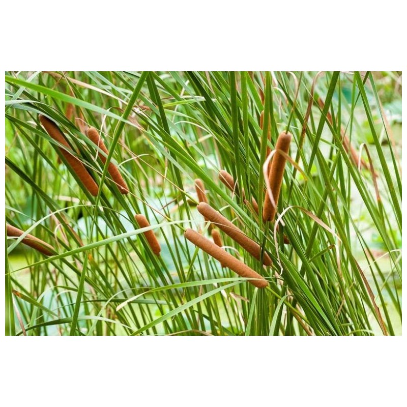 Typha angustifolia