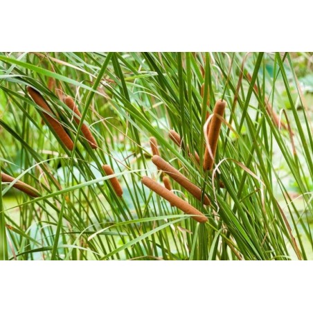 Typha angustifolia