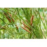 Typha angustifolia