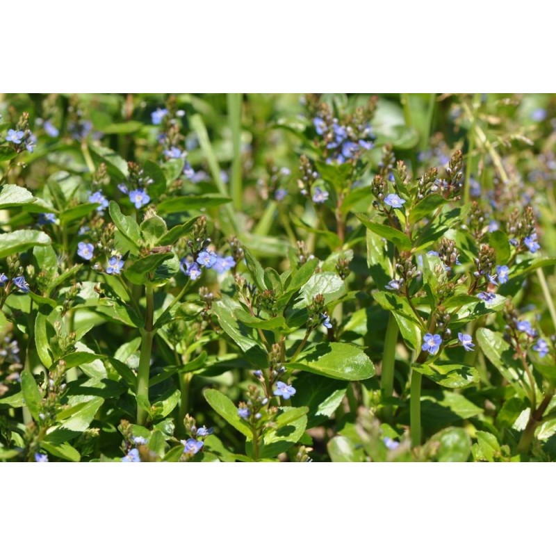 Veronica beccabunga