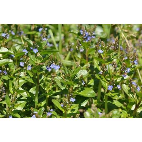 Veronica beccabunga