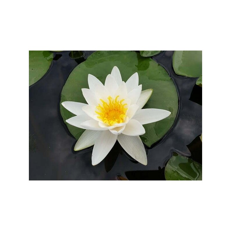 Nympheae 'Alba'