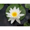 Nympheae 'Alba'