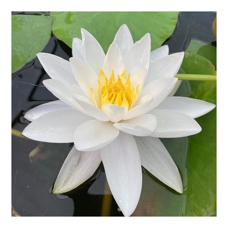 Nymphaea 'Gladstoniana'