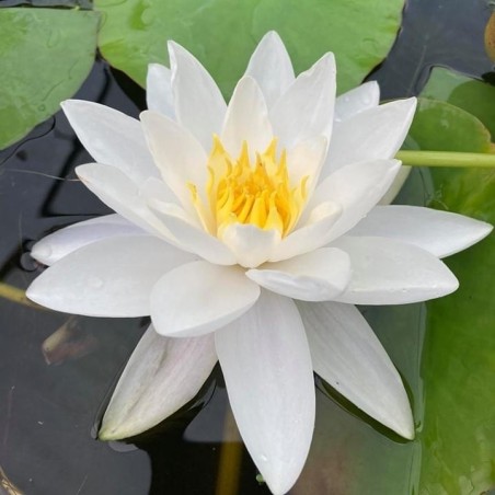 Nymphaea 'Gladstoniana'